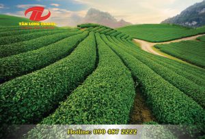 Khám phá cao nguyên Mộc Châu