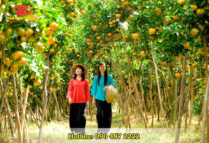 TP.HCM – CÁI BÈ – VĨNH LONG – CẦN THƠ – SÓC TRĂNG – BẠC LIÊU – CÀ MAU